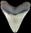 Megalodon Tooth - North Carolina #49518-2